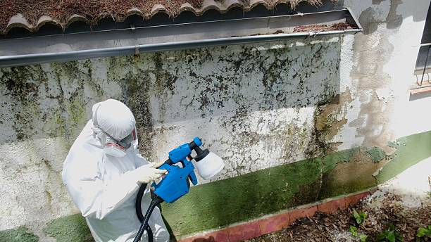 Top rated local Mold Remediation specialists in Ashland, KY